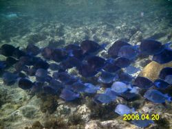 Upon returning from West Bay mini-wall dive, we came acro... by Veronica Main 